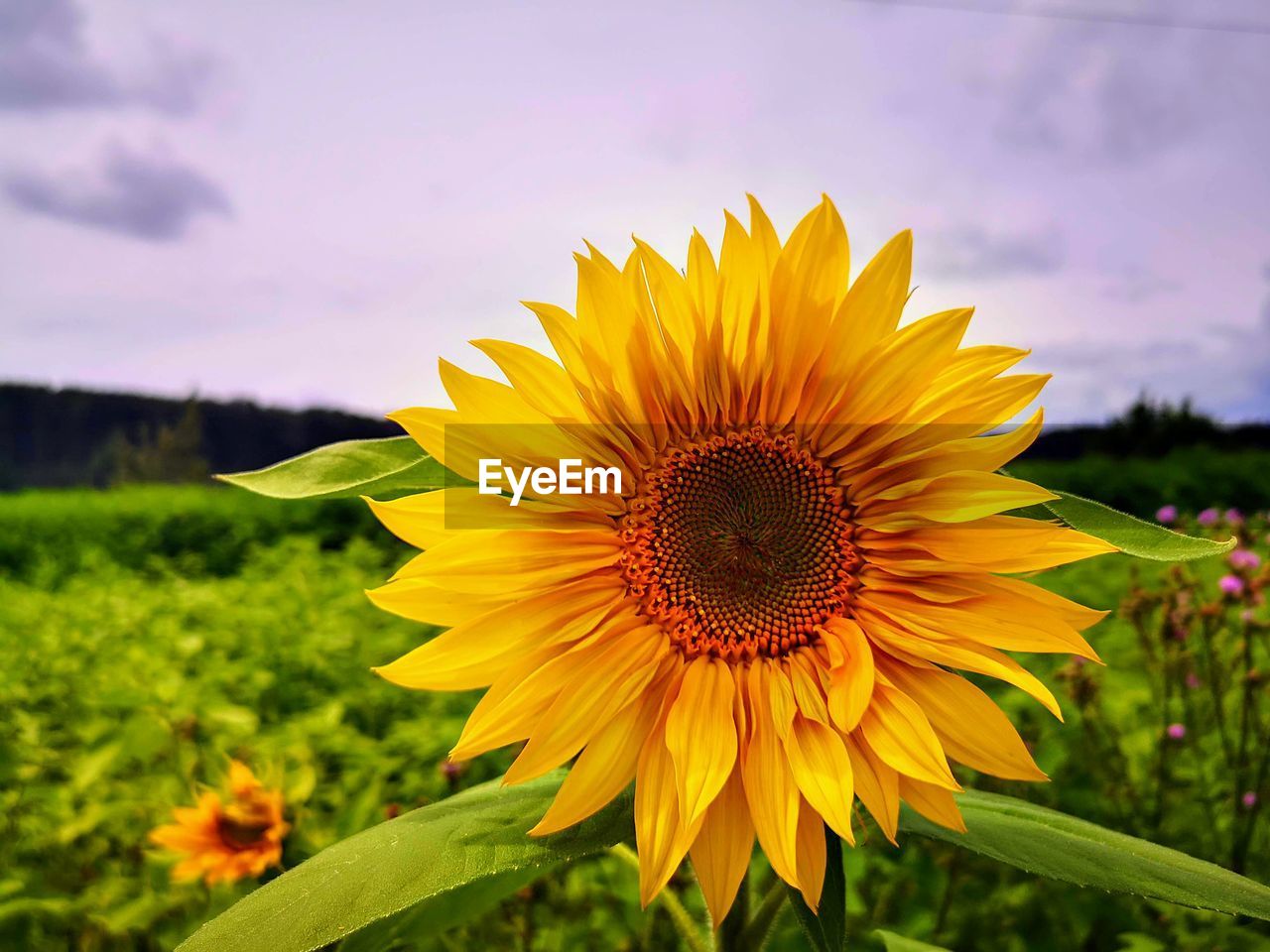 Close-up of sunflower