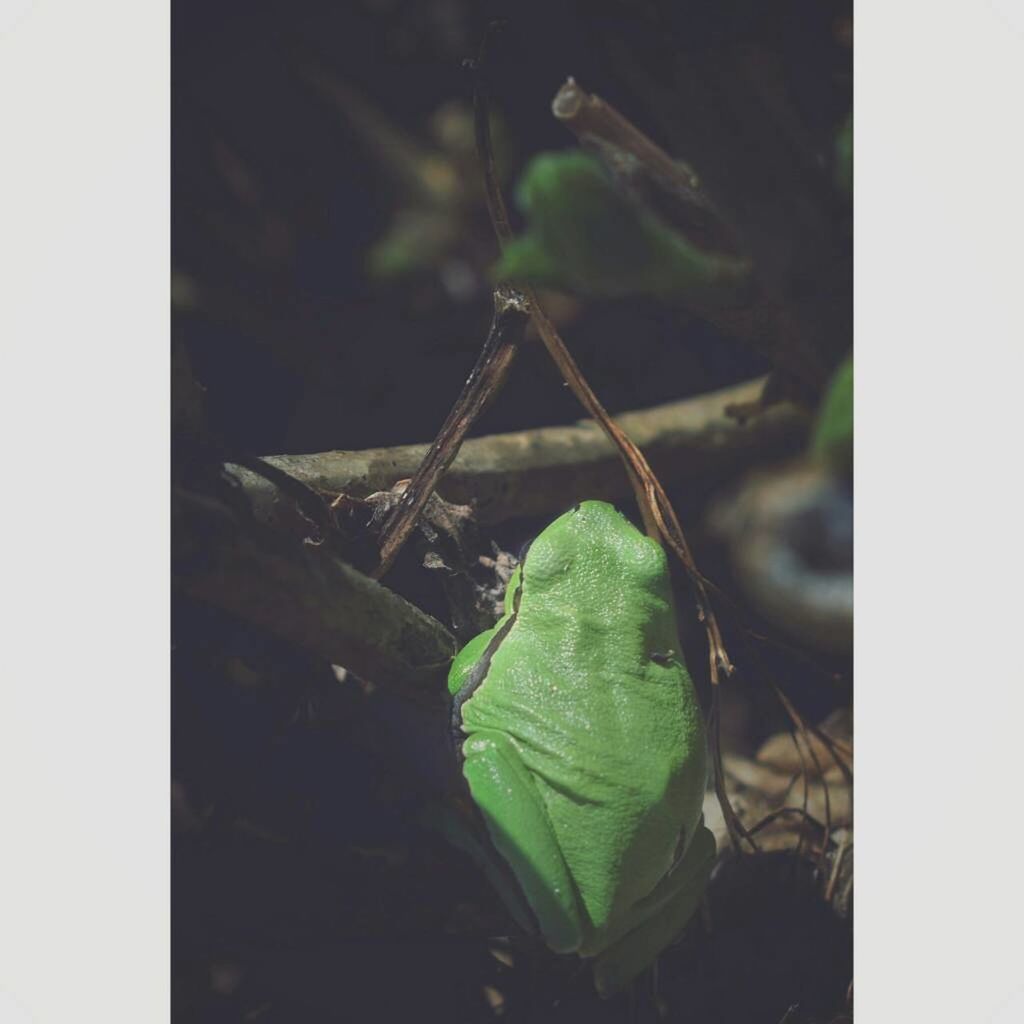 CLOSE-UP OF CATERPILLAR ON PLANT