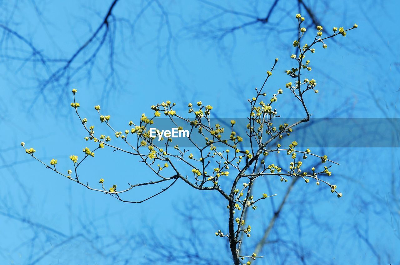 LOW ANGLE VIEW OF FLOWERING PLANT AGAINST SKY