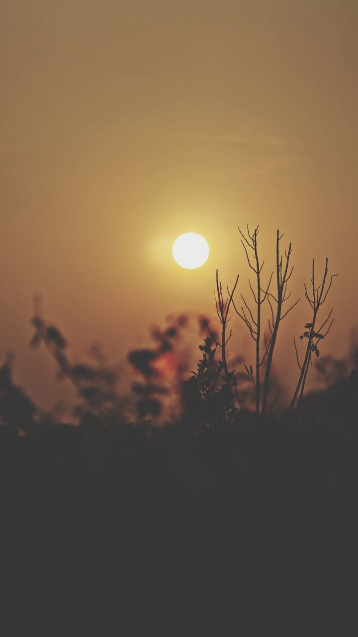 SUN SHINING THROUGH TREES