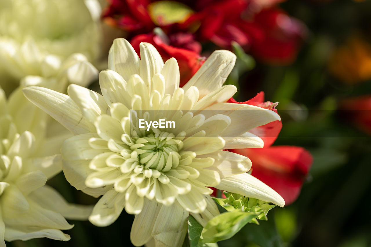 flower, flowering plant, plant, freshness, beauty in nature, petal, flower head, close-up, nature, fragility, inflorescence, growth, macro photography, no people, focus on foreground, white, red, chrysanths, outdoors, floristry, blossom, springtime, flower arrangement