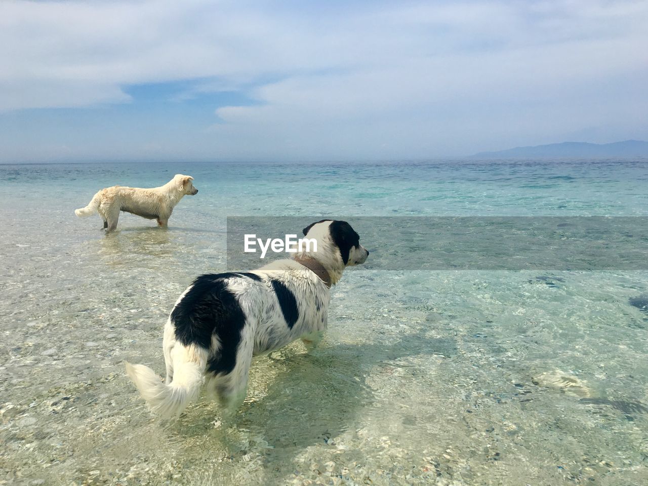 DOGS ON BEACH AGAINST SKY