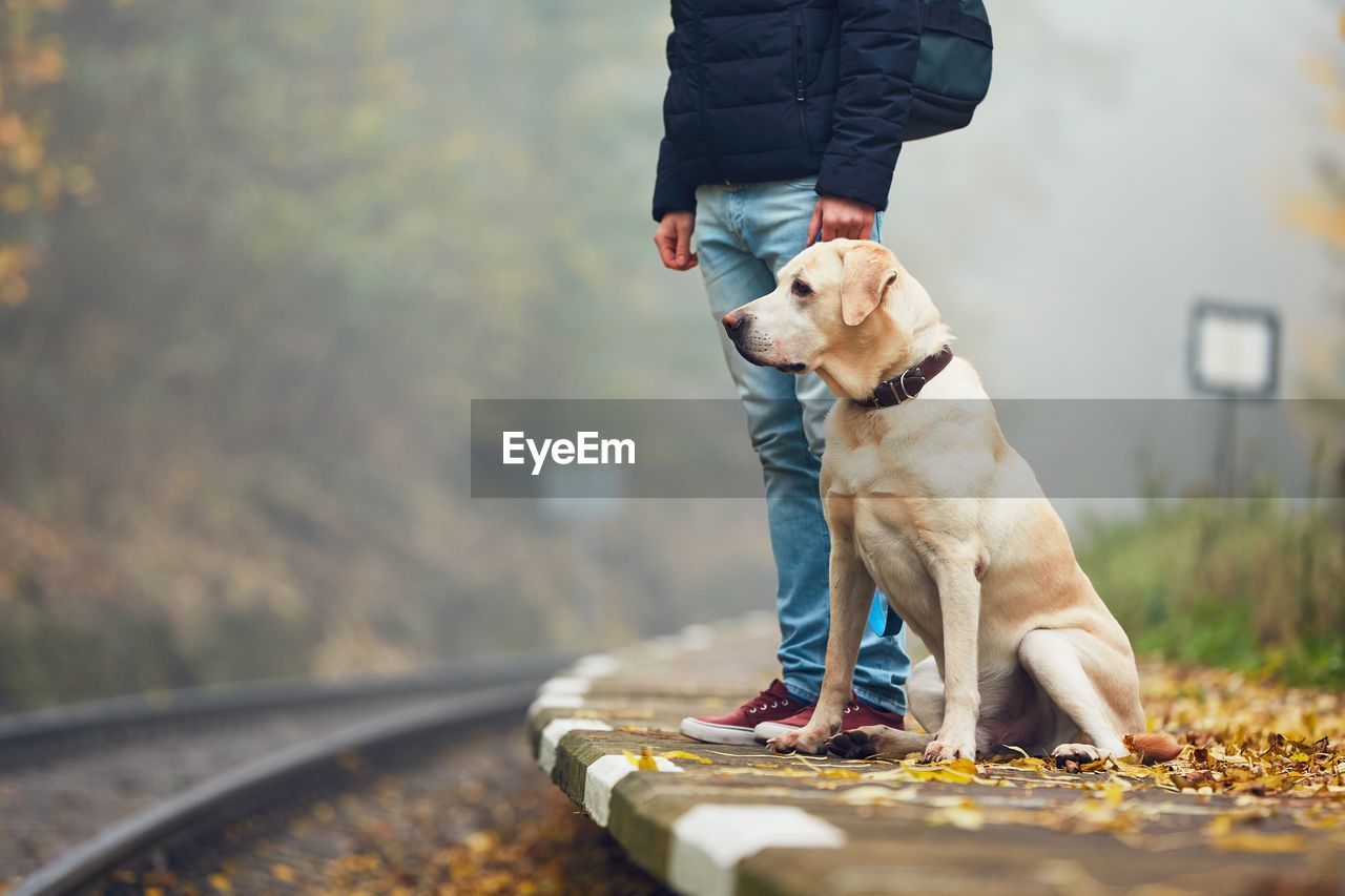 Low section of man with dog standing on railroad station platform during autumn