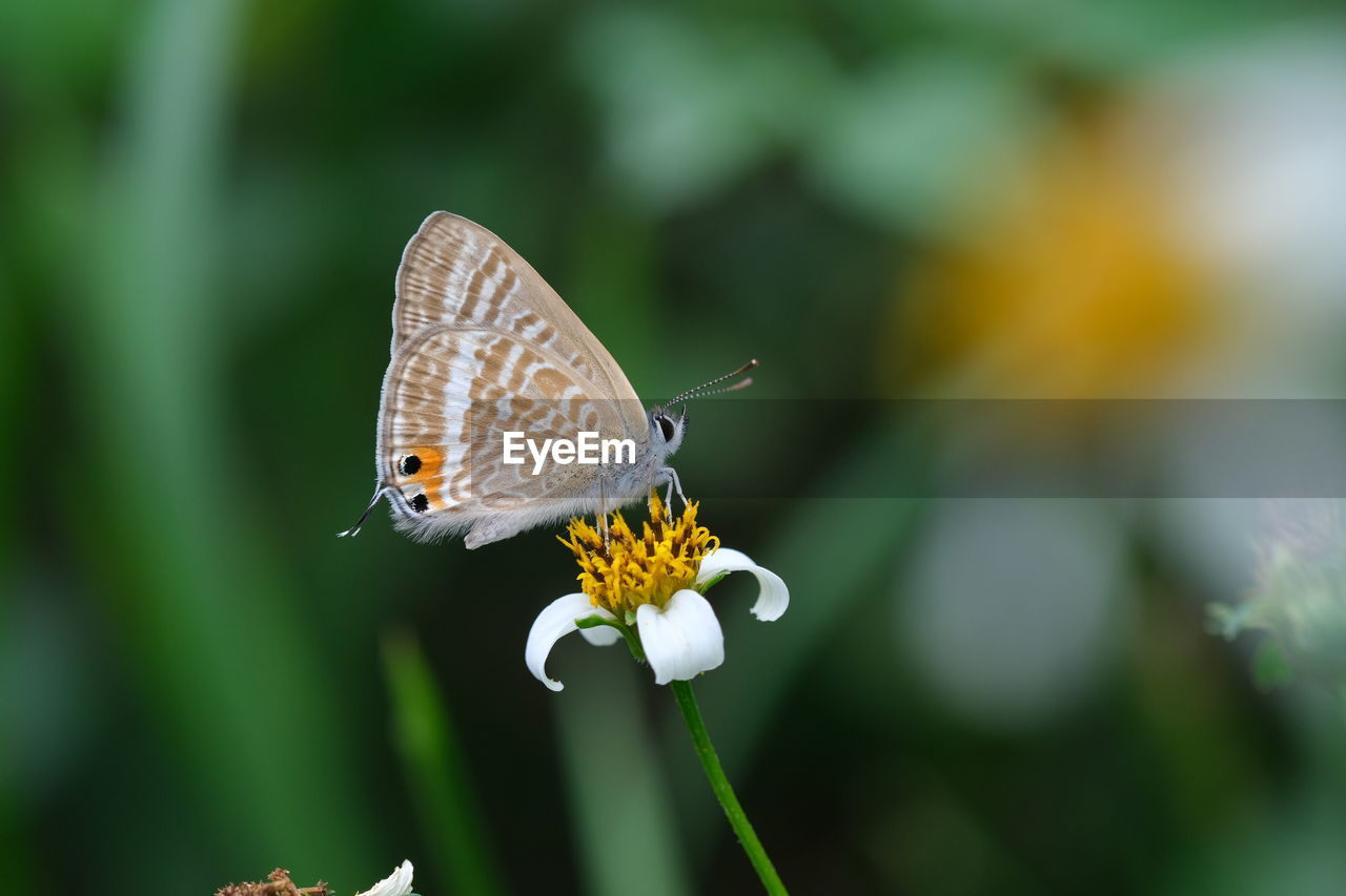 CLOSE-UP OF BUTTERFLY POLLINATING ON PURPLE FLOWER