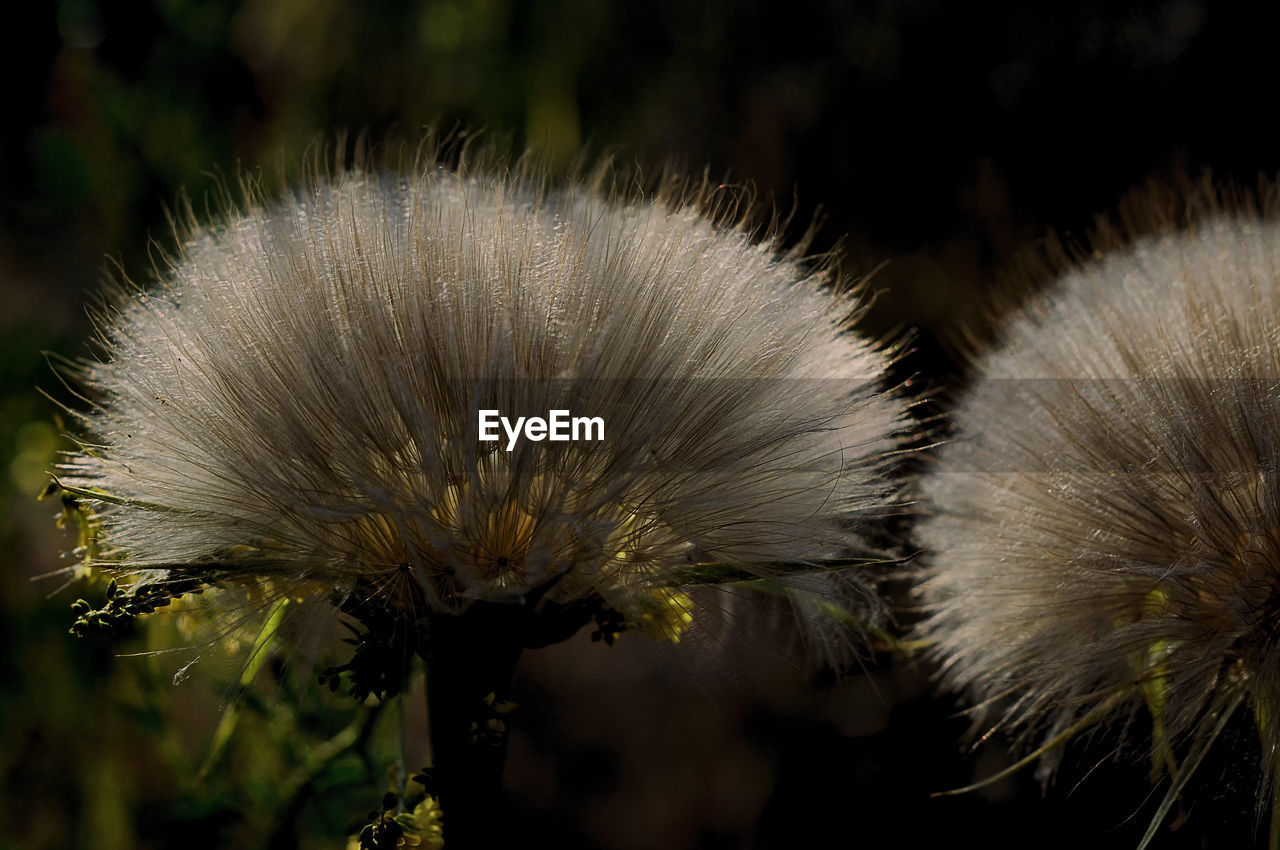 Close-up of white dandelion flower