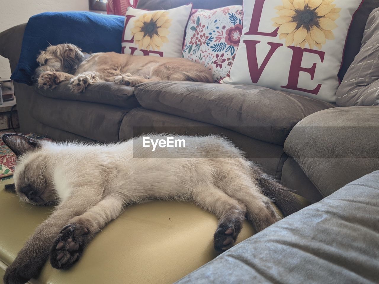 CAT RELAXING ON SOFA