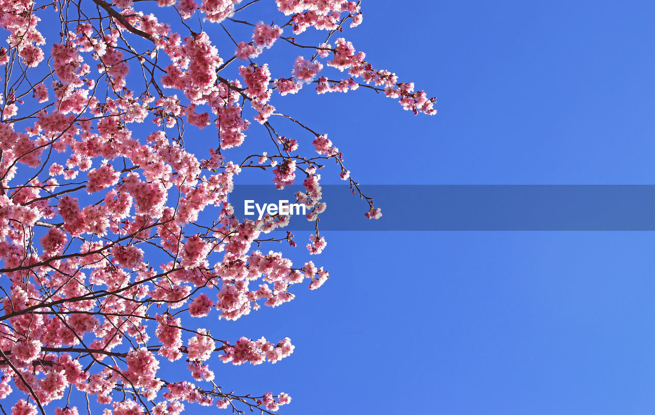 LOW ANGLE VIEW OF CHERRY BLOSSOMS AGAINST CLEAR BLUE SKY