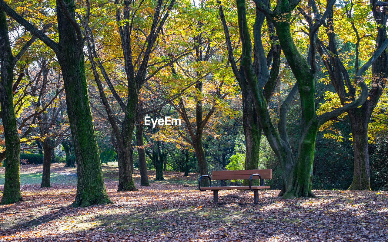 Empty bench in park during autumn