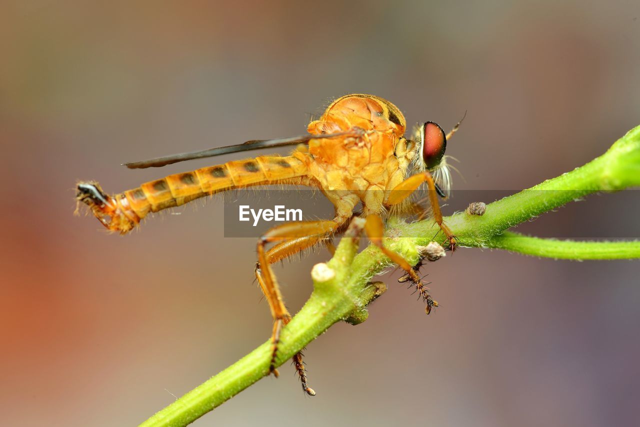 Close-up of robberfly insect on plant