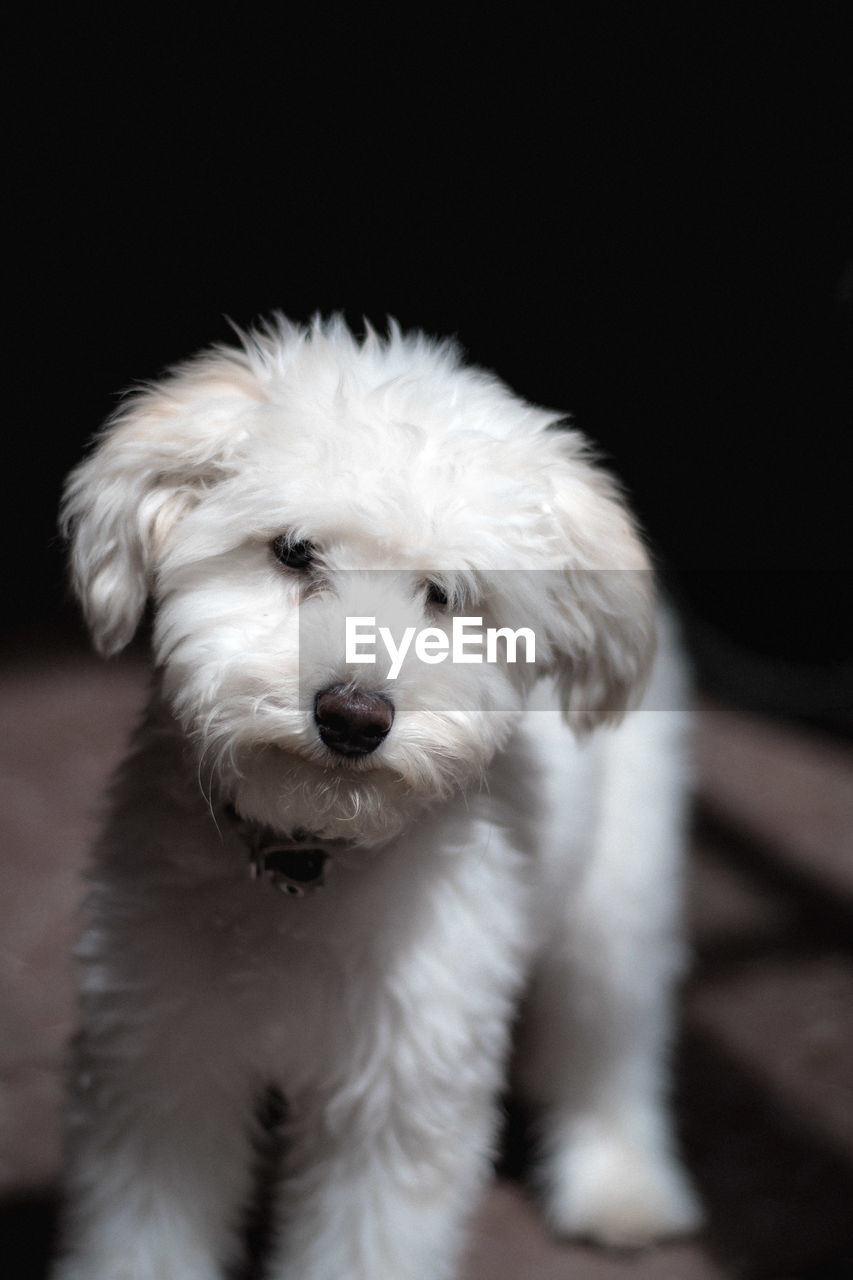 CLOSE-UP PORTRAIT OF DOG WITH MOUTH