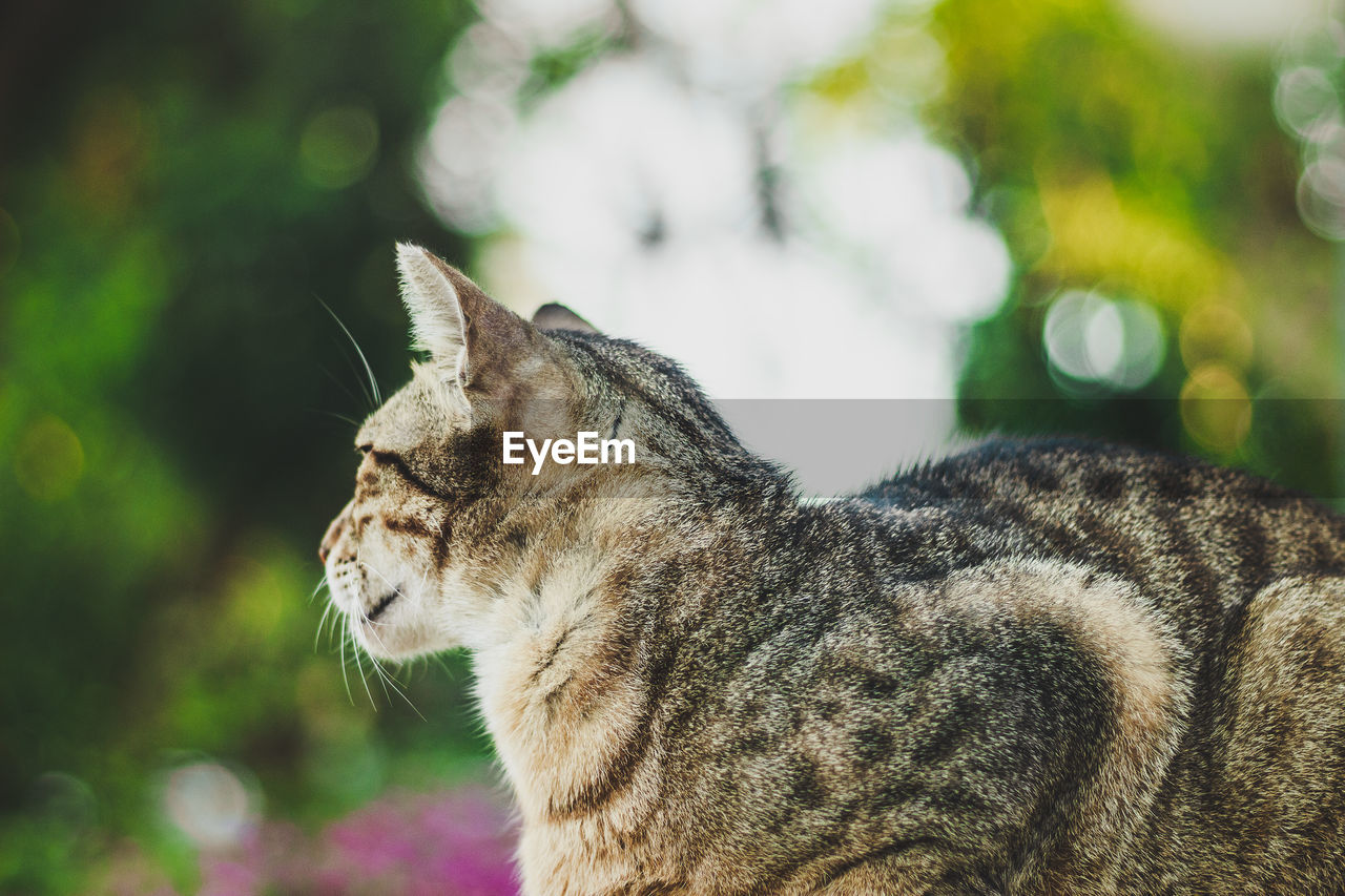 Close-up of a cat looking away