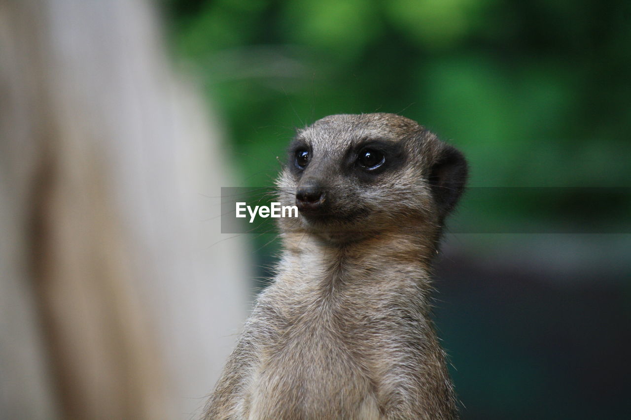 Close-up of meerkat