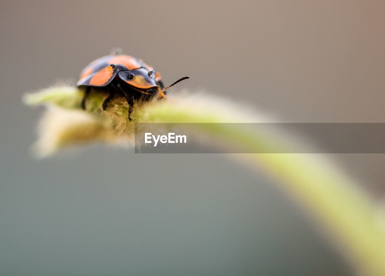 Close-up of bee