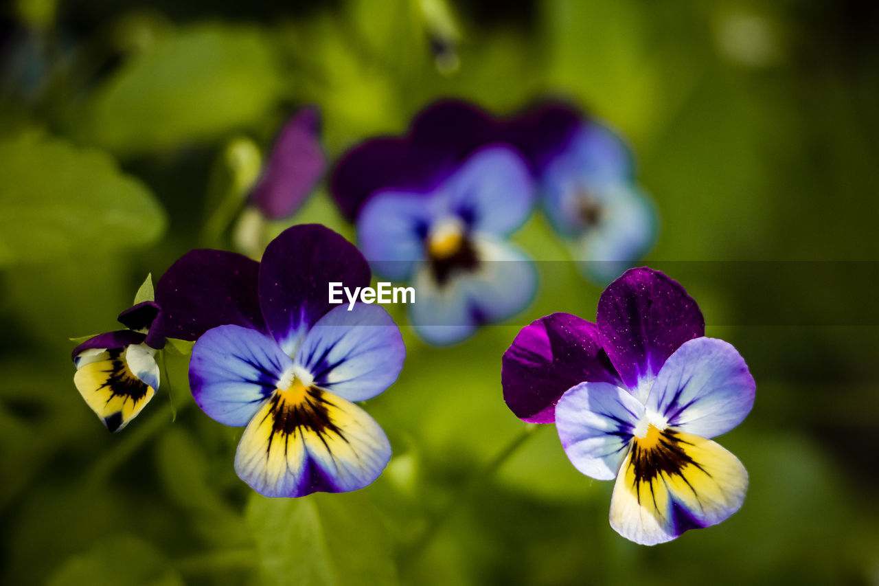 Close-up of purple flowering plant