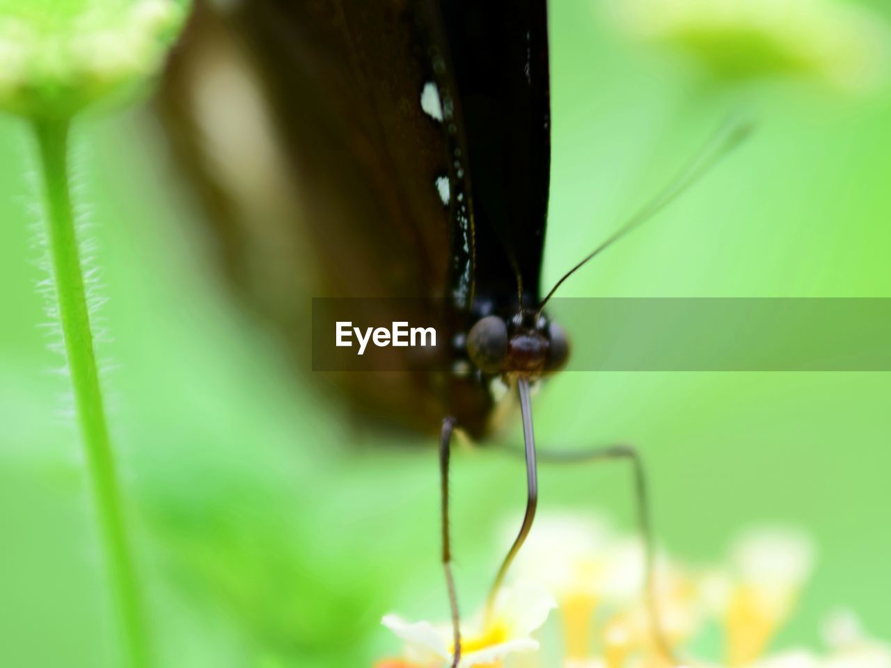 CLOSE-UP OF INSECT ON PLANT