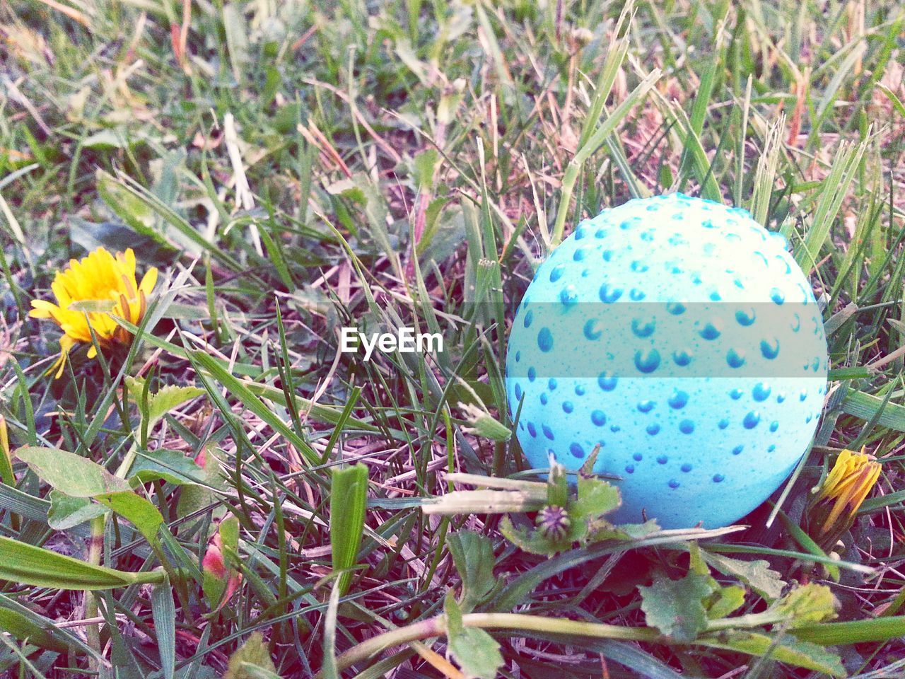 VIEW OF BLUE FLOWER