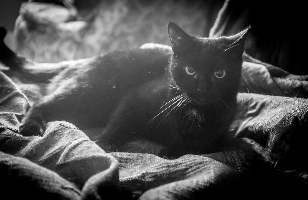 Black cat lying on textile