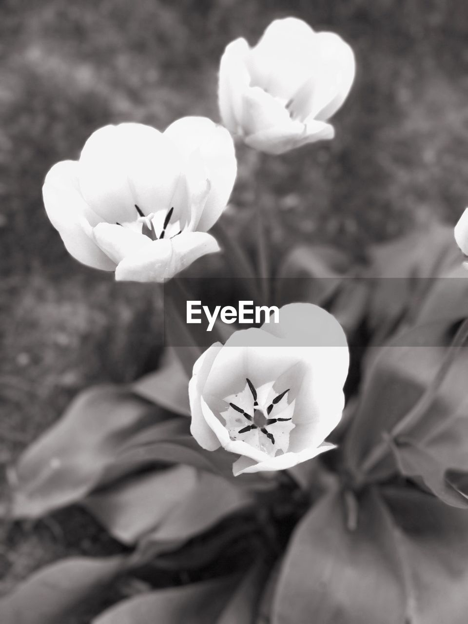 CLOSE-UP OF FLOWERS