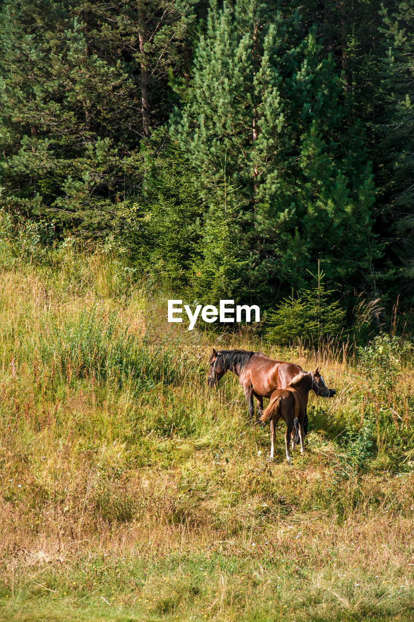 Horse in a forest