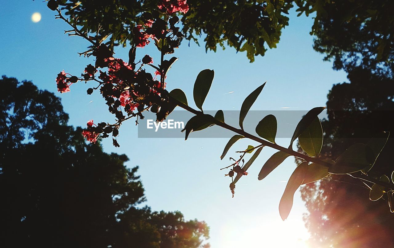 LOW ANGLE VIEW OF TREES AGAINST SKY