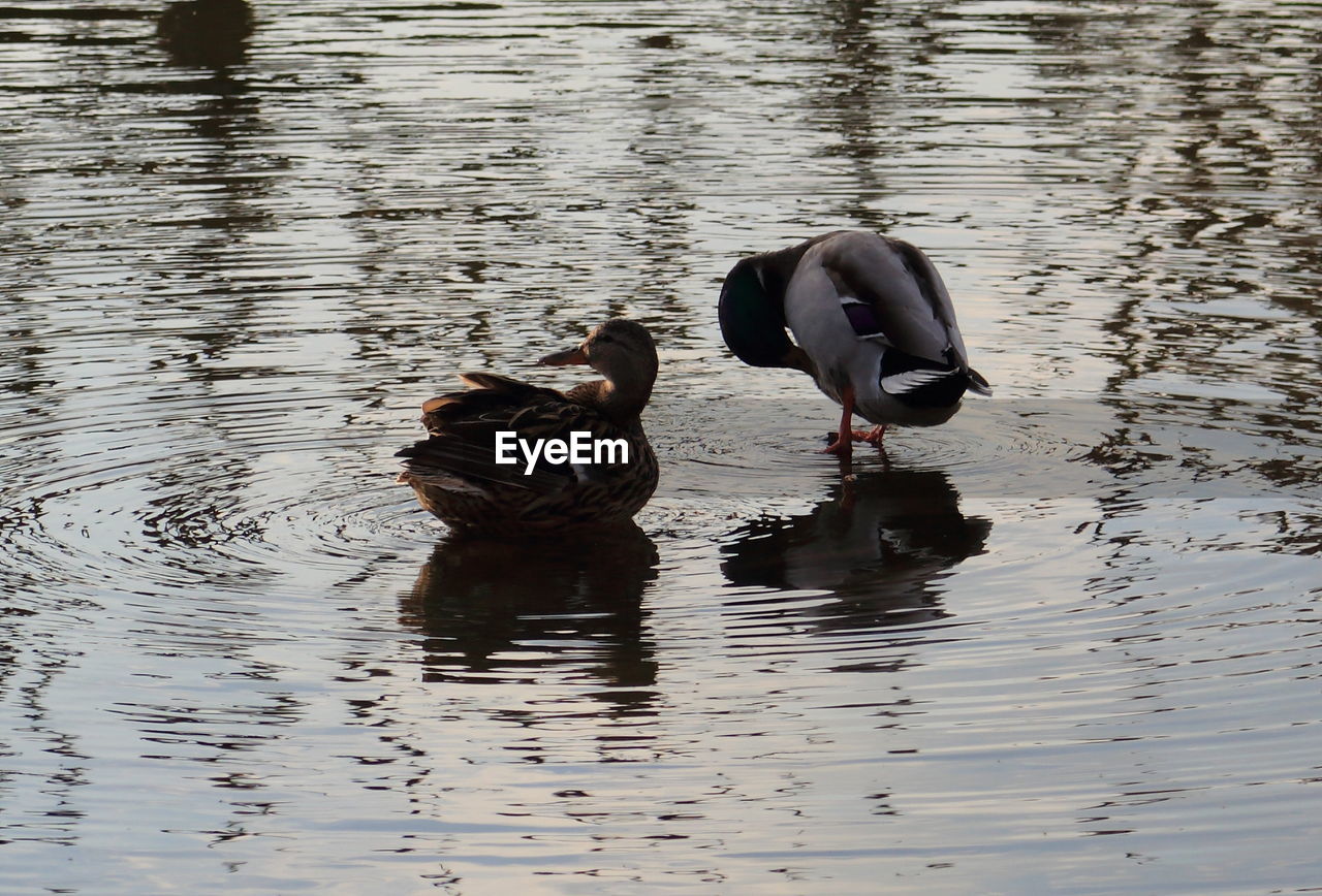 High angle view of mallard ducks on lake