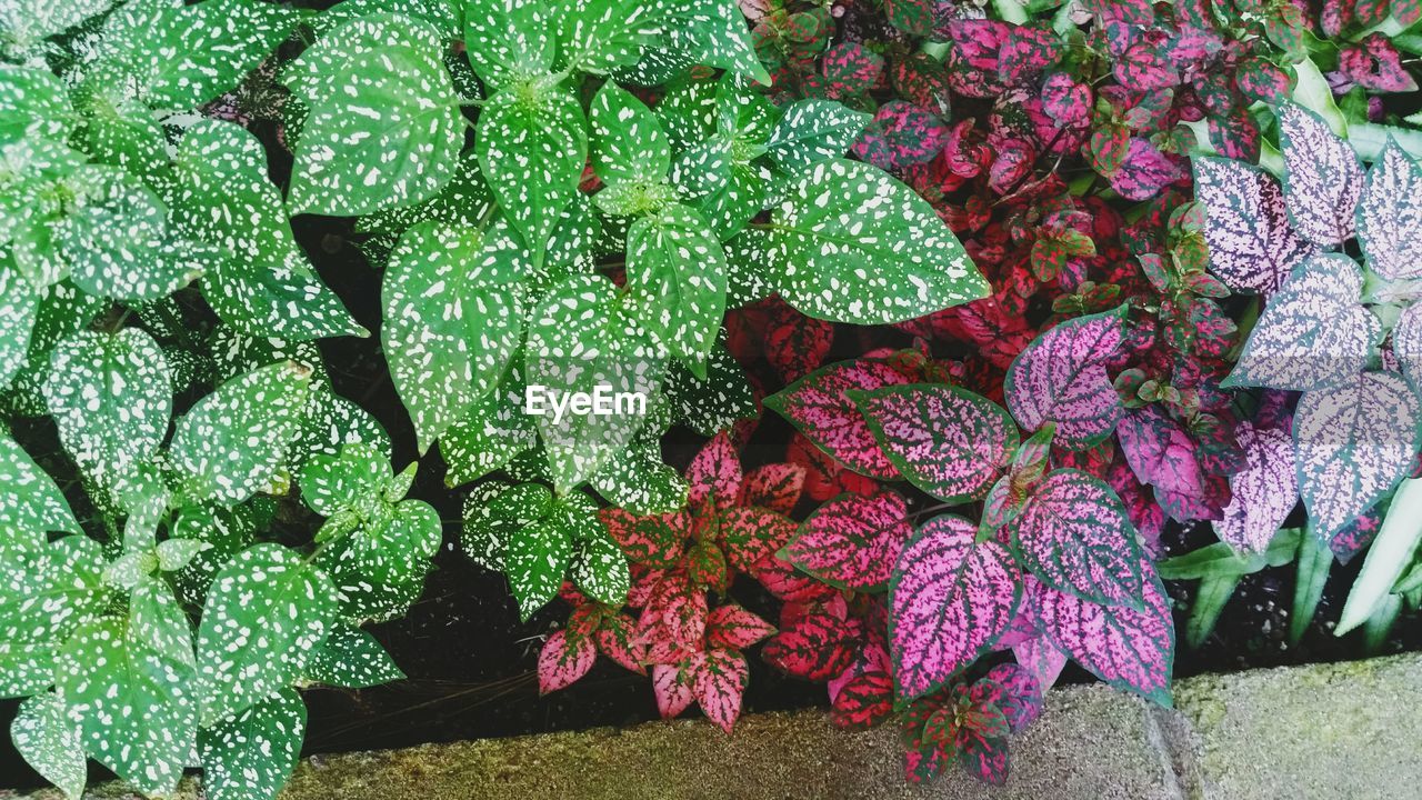 Close-up of pink flowers