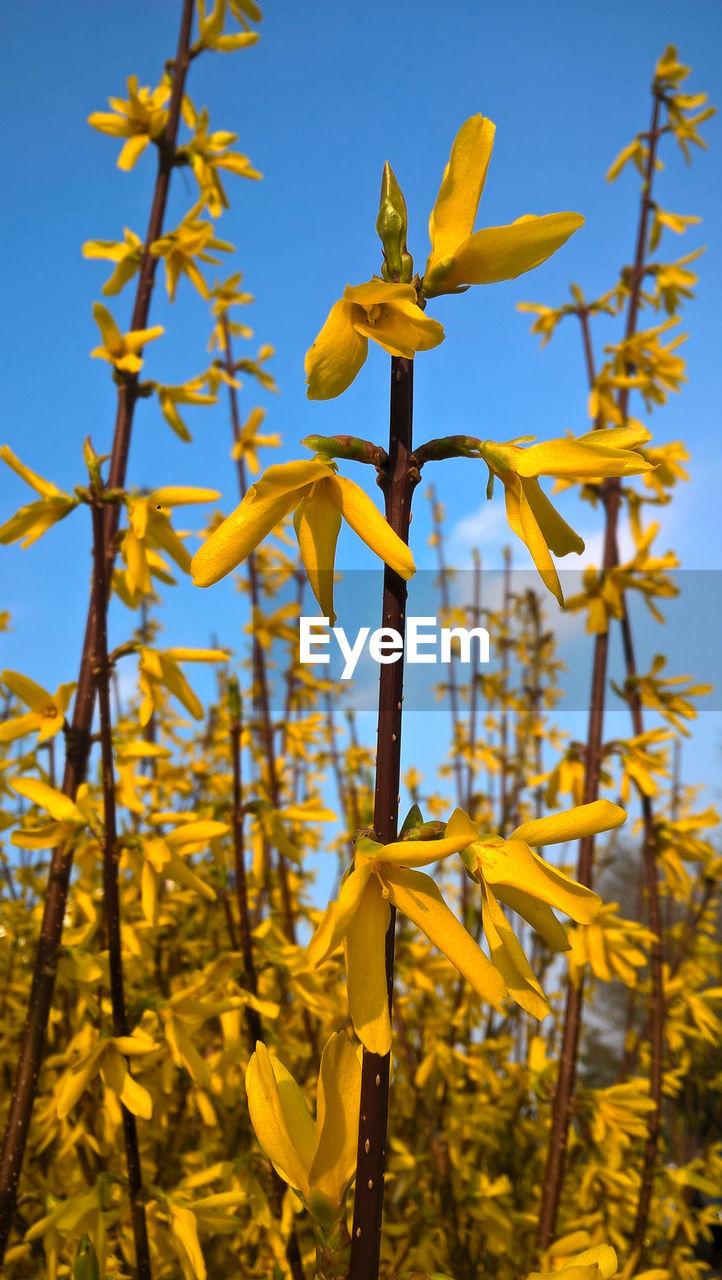 LOW ANGLE VIEW OF FLOWERING PLANT AGAINST SKY