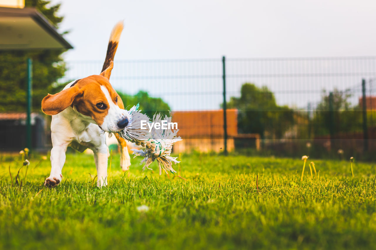 Dog on field