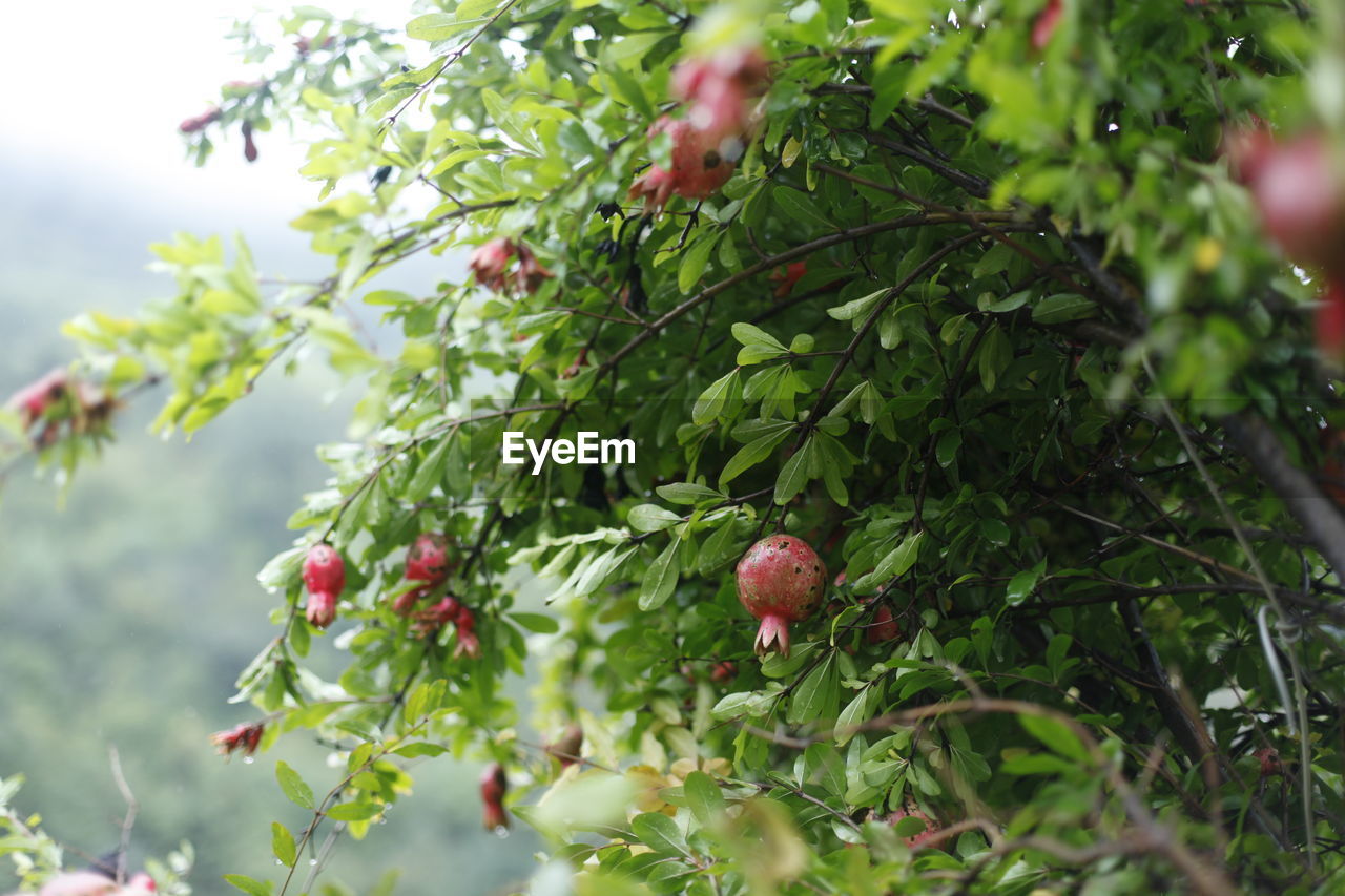 CLOSE-UP OF RED BERRIES ON TREE