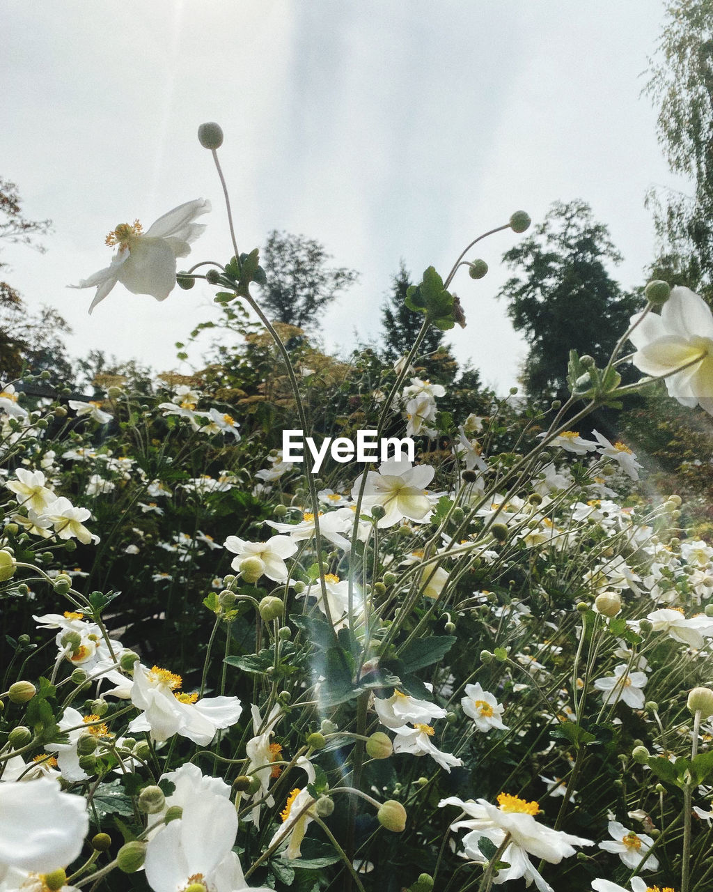 plant, flower, flowering plant, growth, beauty in nature, nature, freshness, blossom, no people, sky, fragility, tree, white, day, outdoors, petal, springtime, flower head, low angle view, leaf, wildflower, plant part