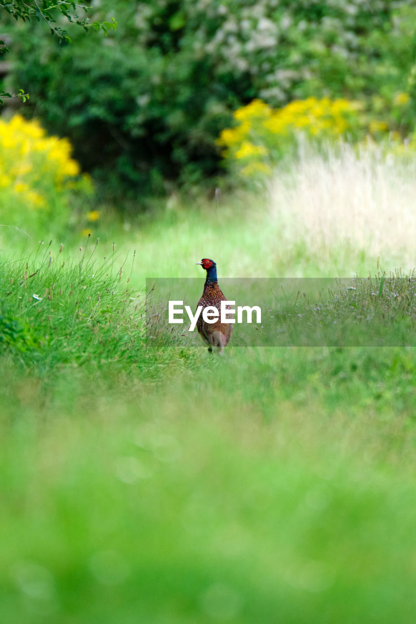 Common pheasant in the grass
