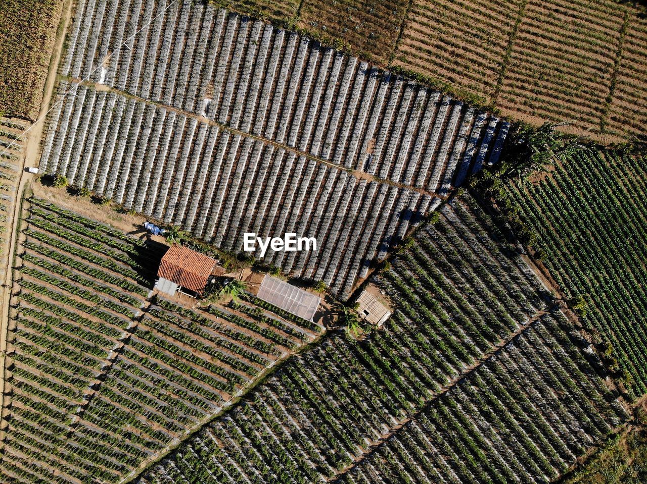Aerial view of agricultural field and houses