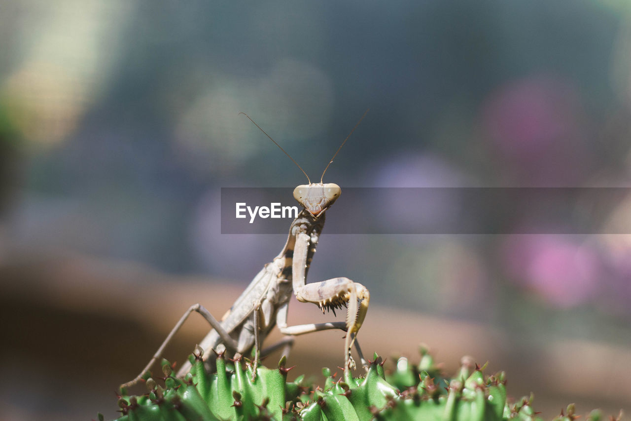 CLOSE-UP OF BUTTERFLY AGAINST BLURRED BACKGROUND