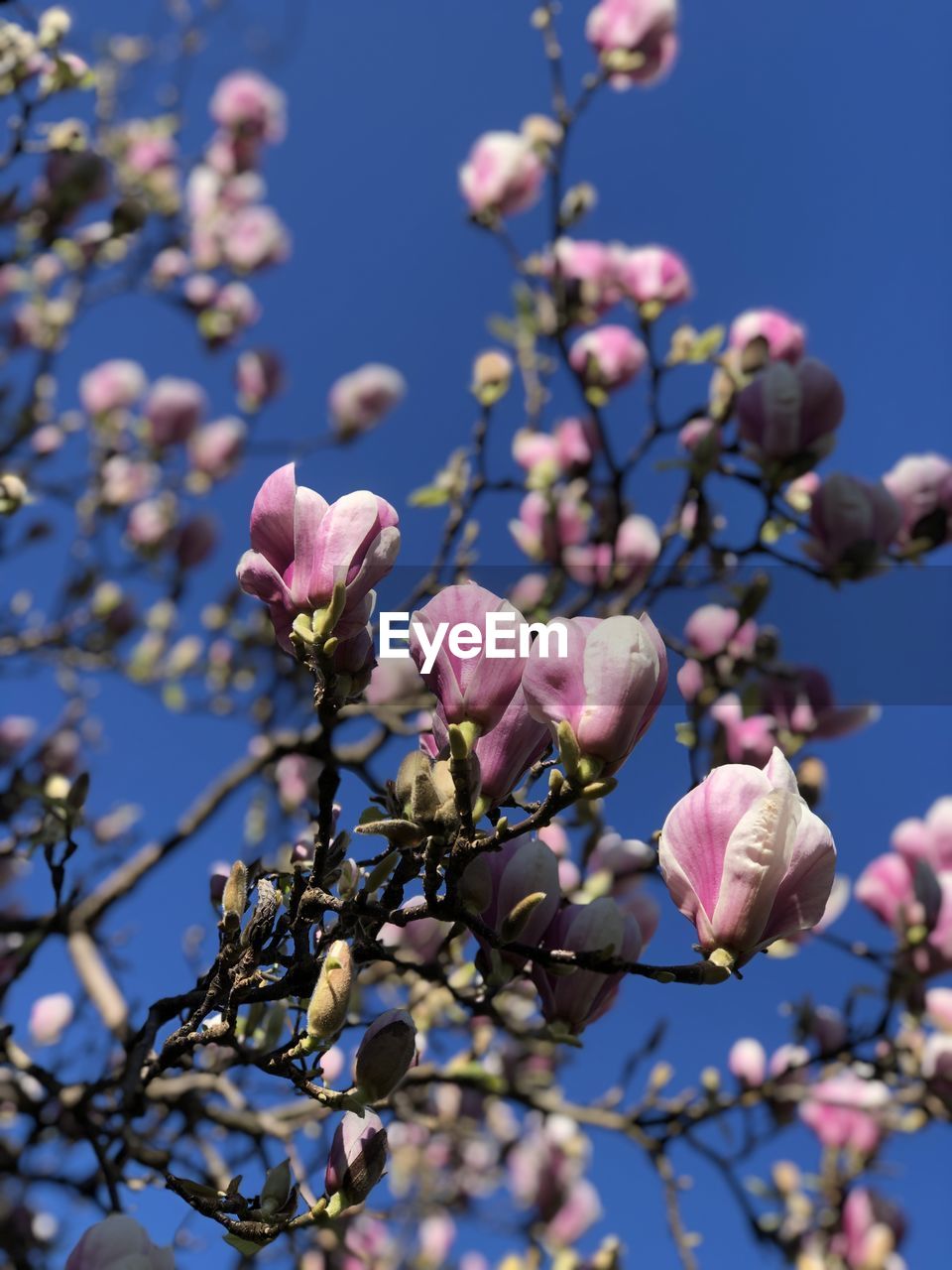 plant, flower, flowering plant, freshness, tree, beauty in nature, blossom, growth, fragility, branch, springtime, nature, spring, pink, close-up, no people, focus on foreground, sky, blue, low angle view, day, petal, outdoors, inflorescence, flower head, botany, twig, clear sky, bud, selective focus, produce, fruit tree, food, food and drink, agriculture