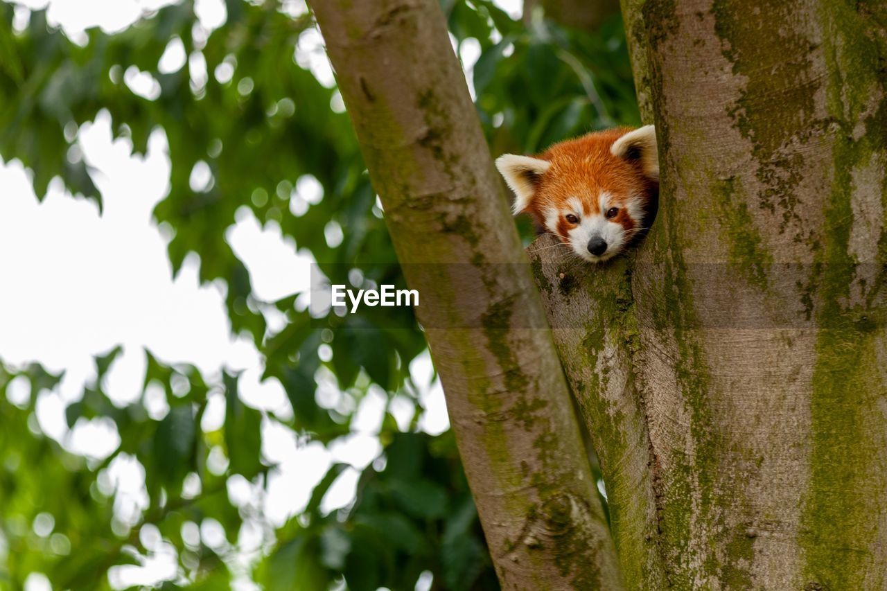 Portrait of a panda on tree