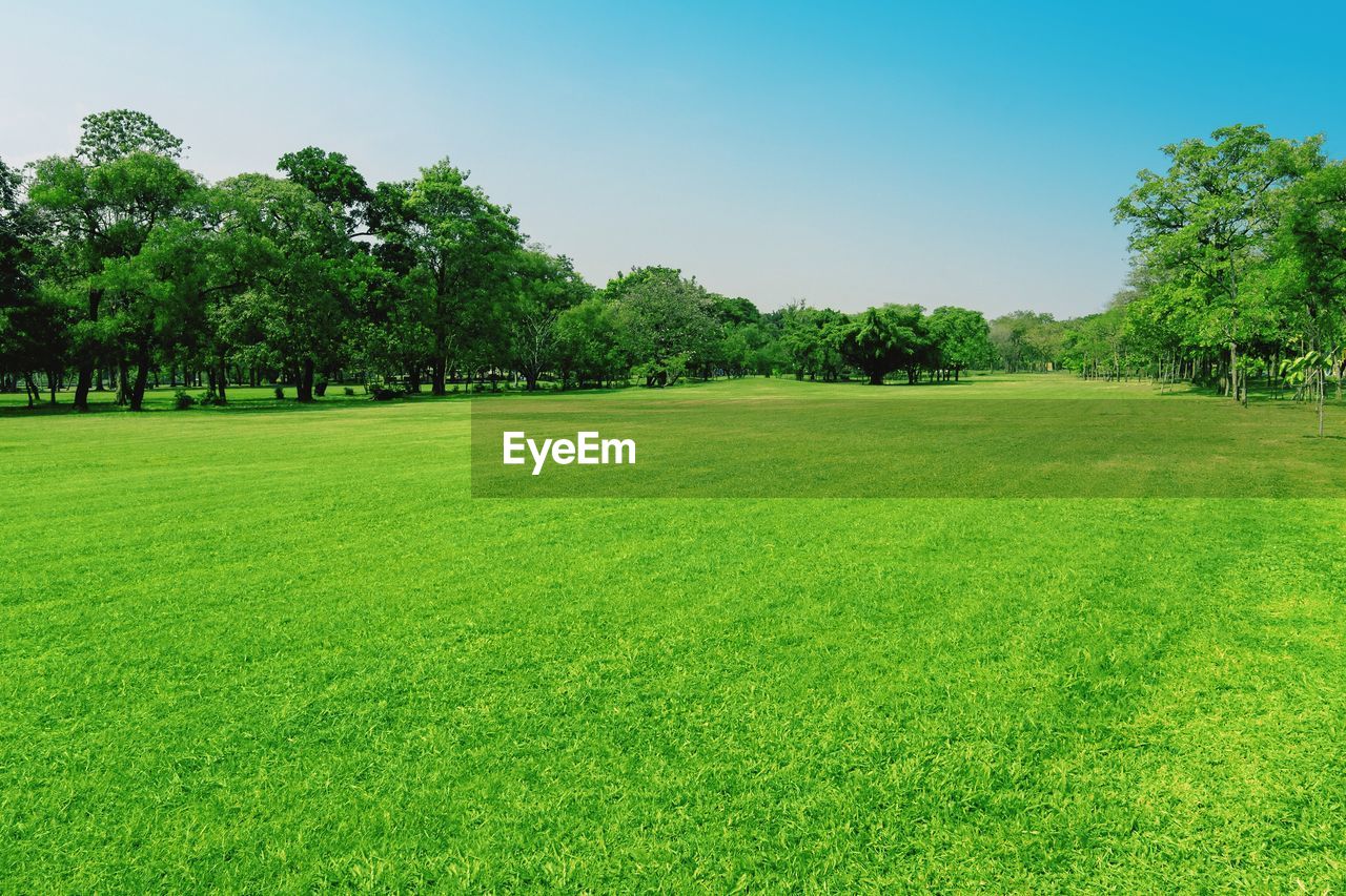 SCENIC VIEW OF TREES ON FIELD