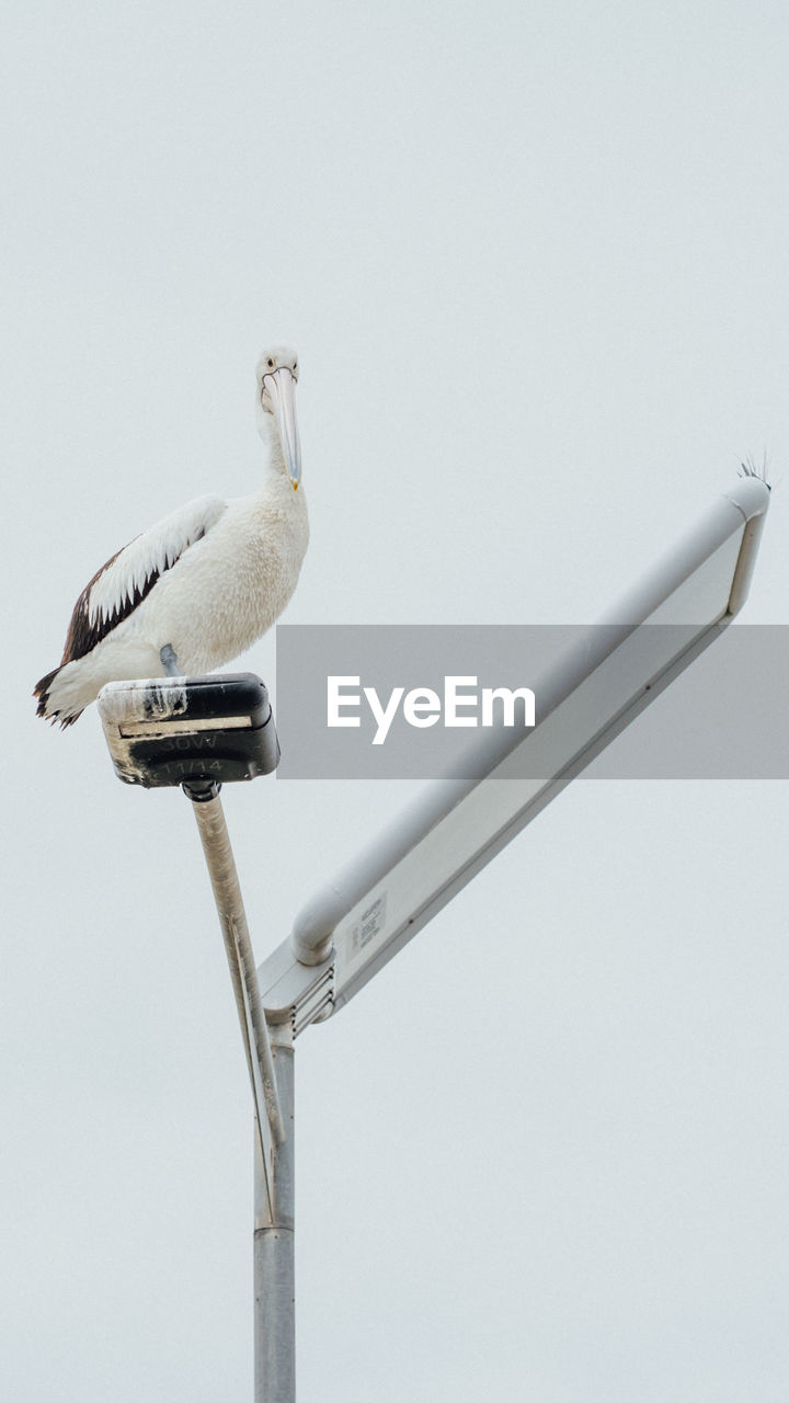 LOW ANGLE VIEW OF BIRD PERCHING ON STREET LIGHT