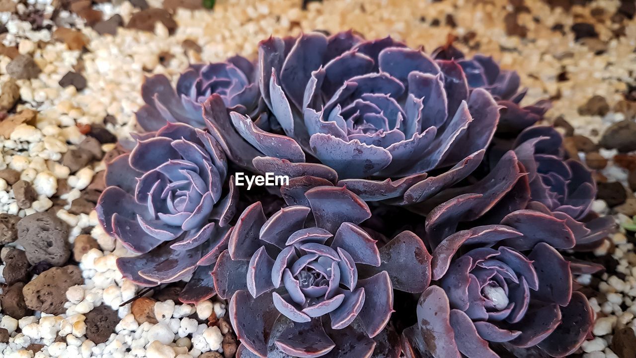 CLOSE-UP OF SUCCULENT PLANT ON LAND