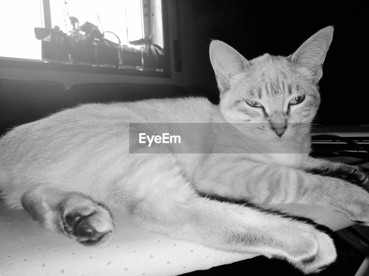 CLOSE-UP PORTRAIT OF CAT SITTING ON SOFA AT HOME