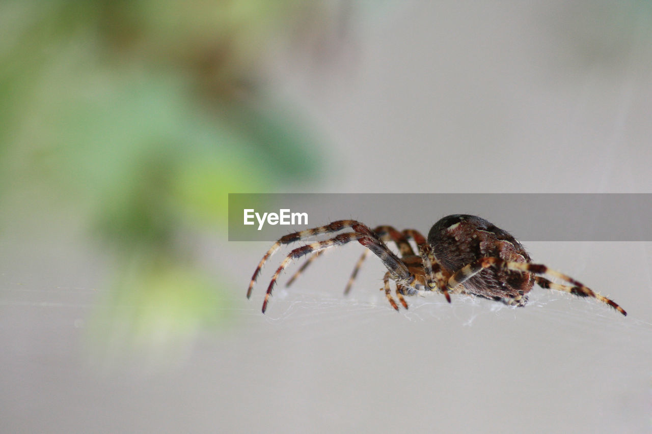 Close-up of spider on web