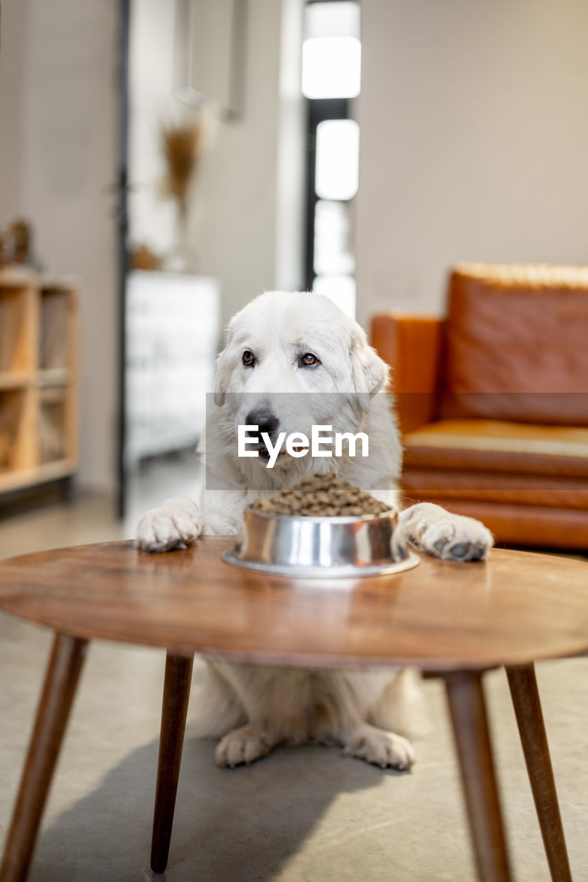 PORTRAIT OF DOG SITTING ON SEAT AT HOME