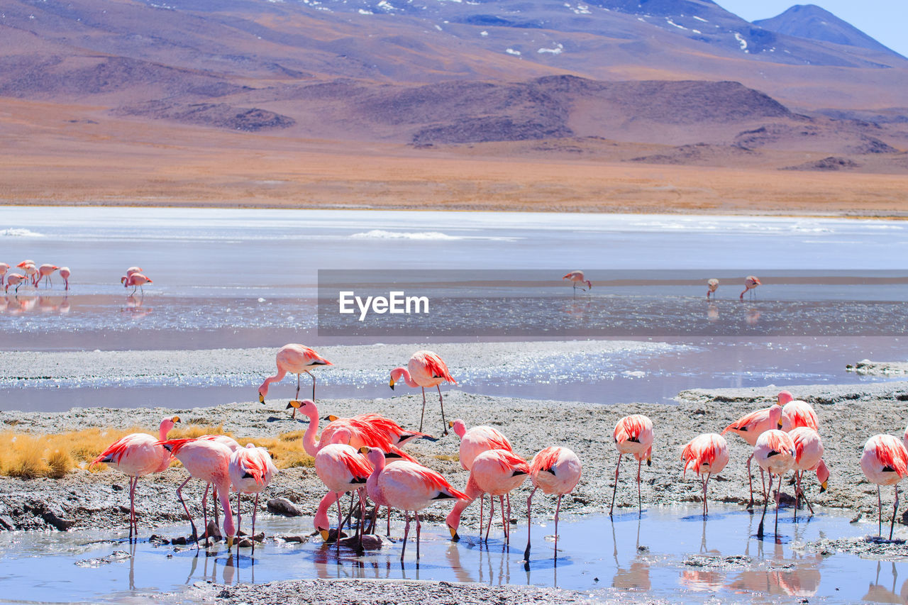 high angle view of flamingos in lake