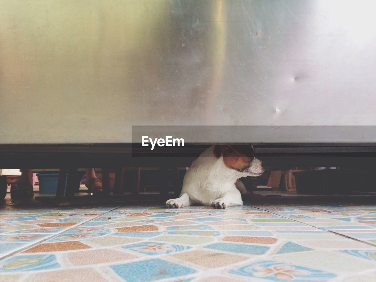 Dog hiding below table at home