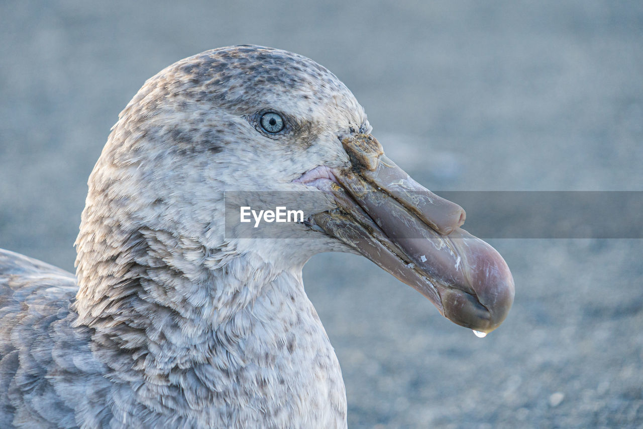 Close-up of a bird