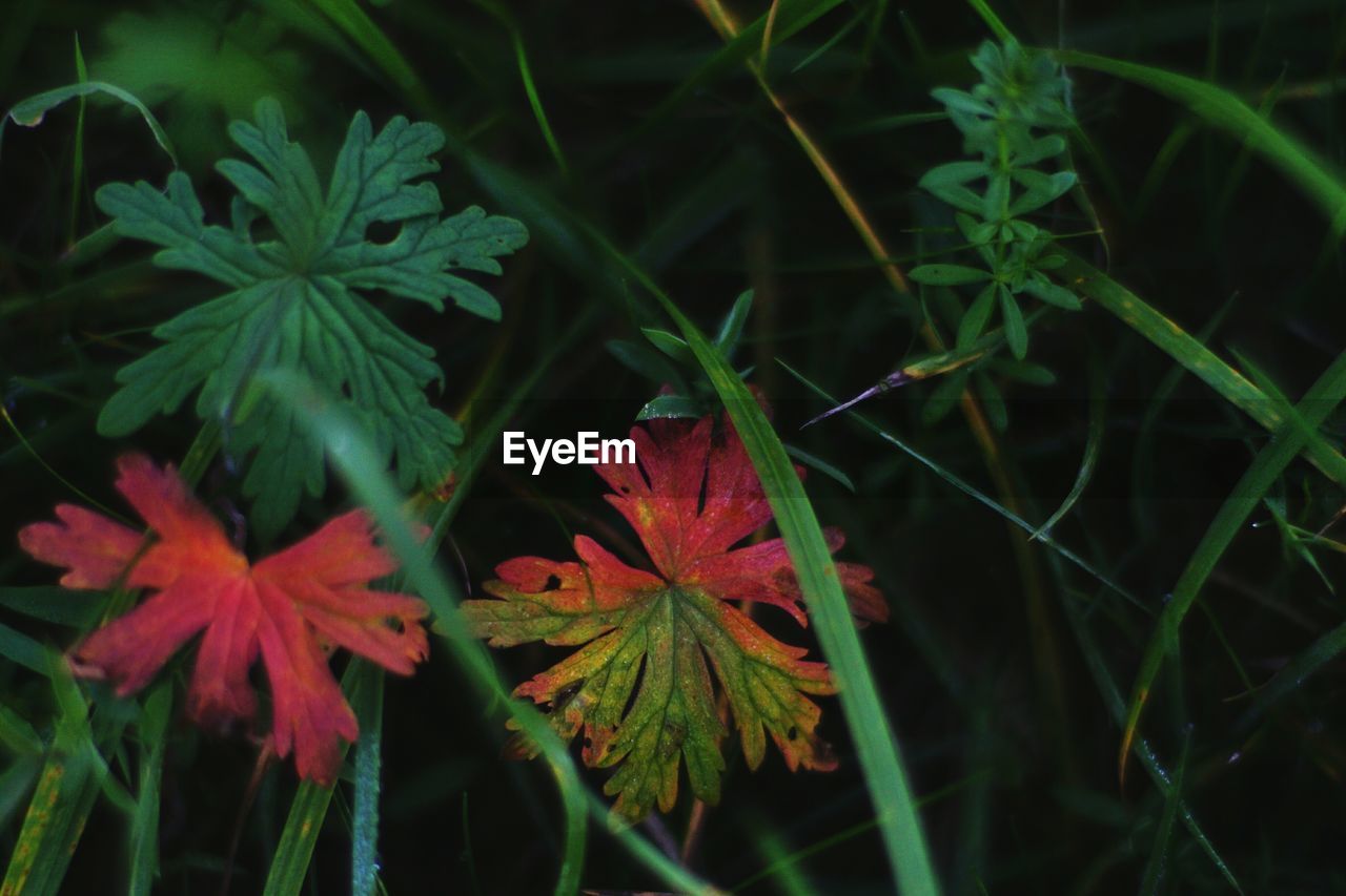 CLOSE-UP OF RED LEAVES