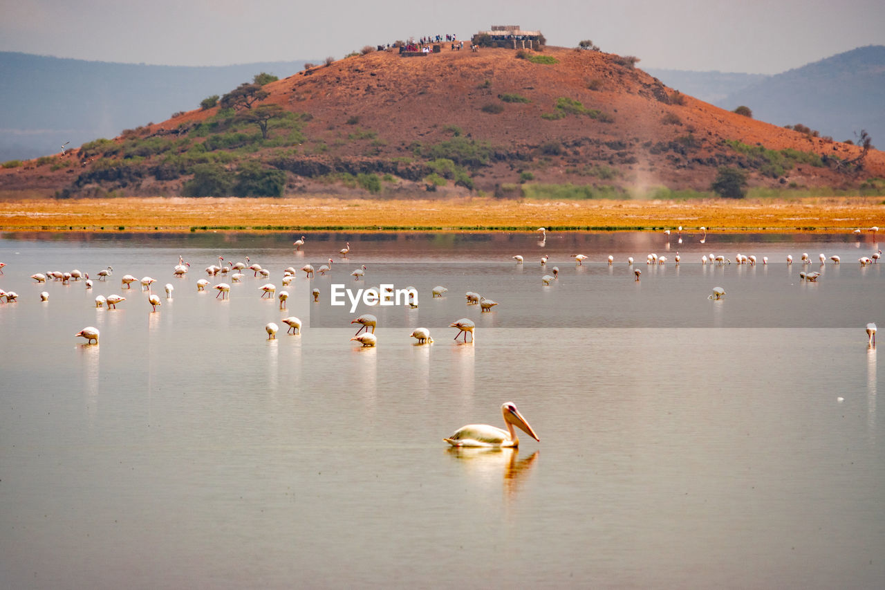 A flock of lesser flamingos and at enkongo narok swamp at amboseli national park in kenya