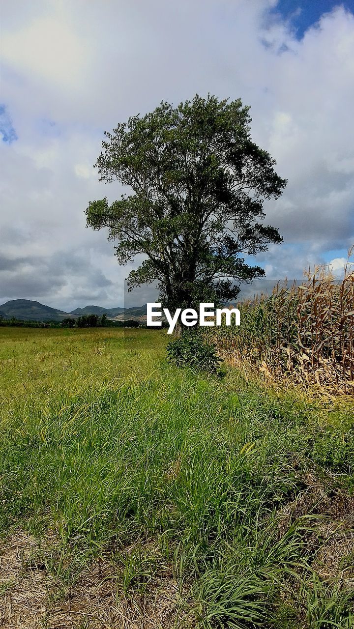 TREES ON GRASSY FIELD