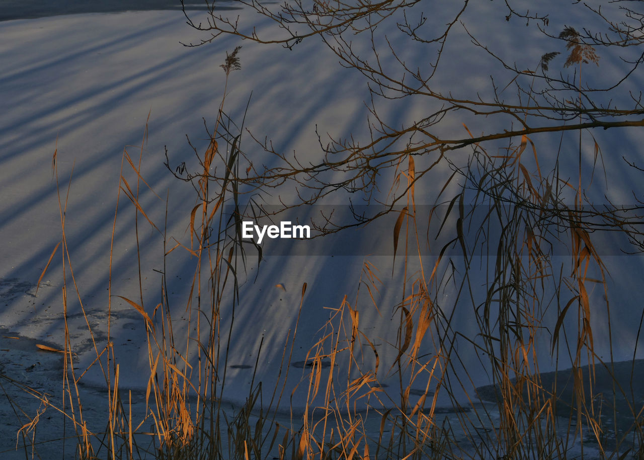 CLOSE-UP OF PLANTS IN LAKE