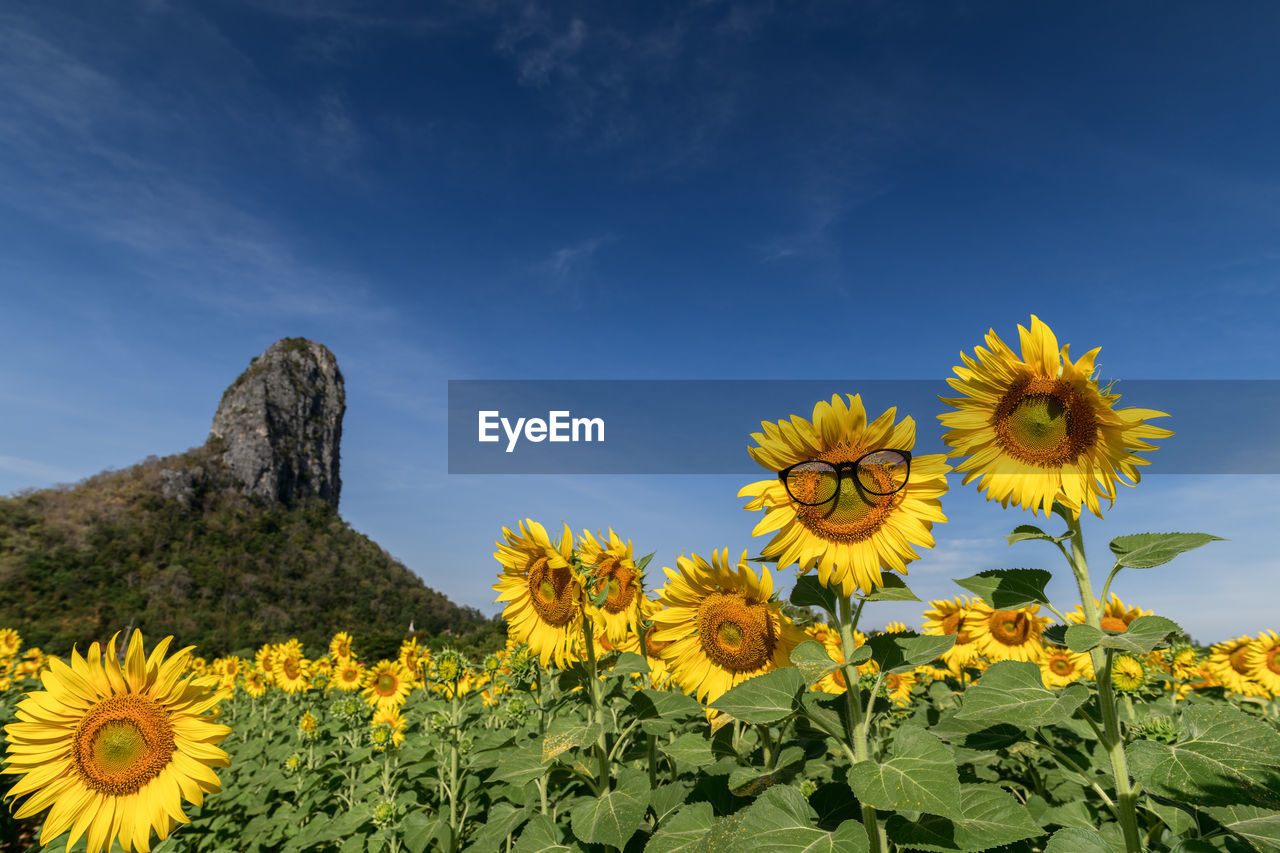 Cute sunflower wear glasses on blue sky at sunflower field