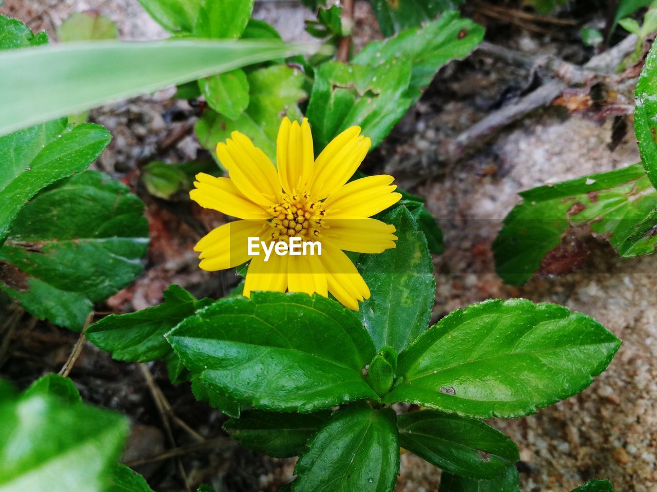 CLOSE-UP OF YELLOW FLOWERING PLANT ON LEAF